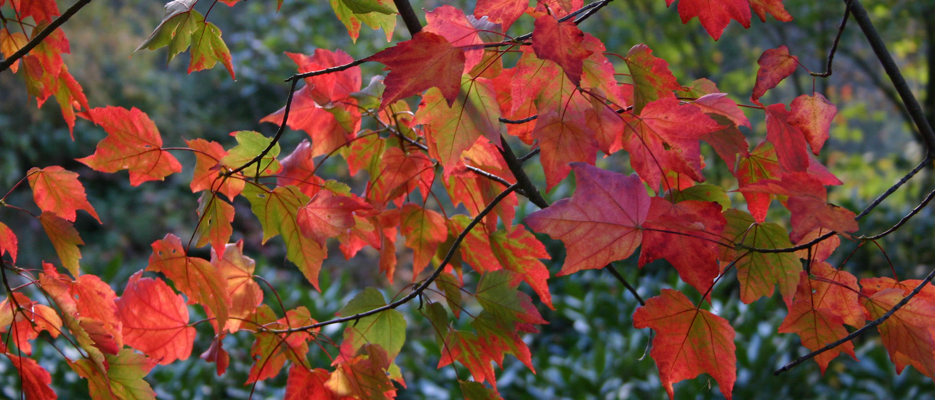 Blaetter im Herbst